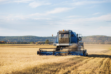 Fototapeta premium Combine harvester agriculture machine harvesting golden ripe wheat field.