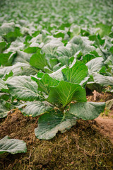 Cabbage that grows in the garden