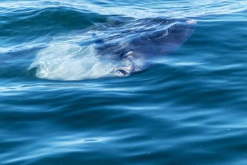 Sunfish on the surface of the ocean off of Maine