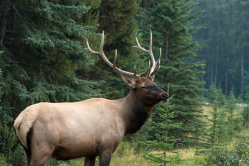 Elk in the forest at Banff National Park