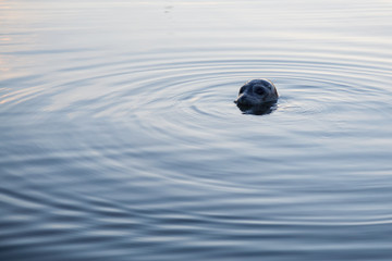 Obraz premium Foka pospolita wystawiająca głowę do wody. Zrobiono w Coal Harbour, Vancouver, Kolumbia Brytyjska, Kanada.