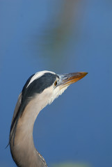 Portrait Of The Heron