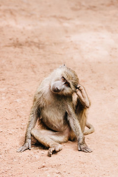 young baboon scratching ear with foot