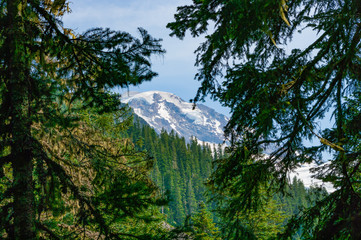 Mount Rainier through the Trees