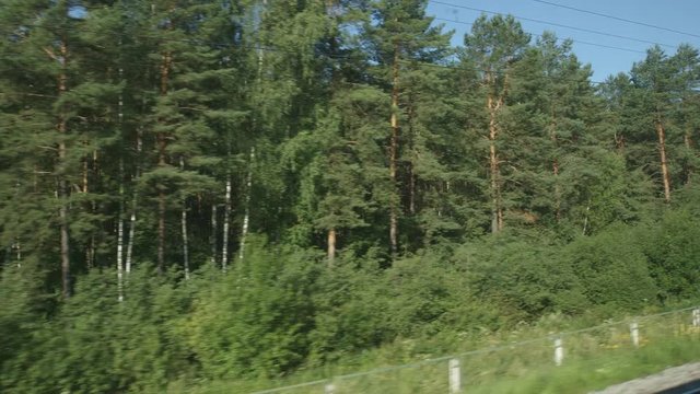 POV: High-speed Train moves past a forest in a sunny day in the summer