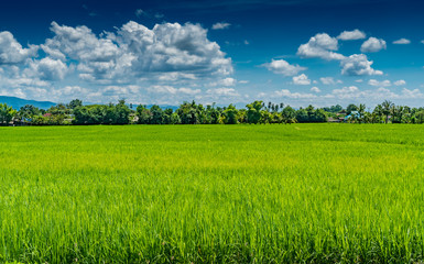 Rice field in countryside of Thailand