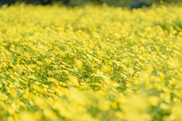 Obraz premium キバナコスモス