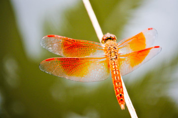 An orange dragonfly is at the top of the grass on a fine day.