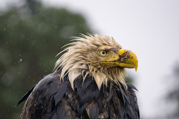 Portrait of a Big and Old Eagle with an injured beak. Picture taken in Hornby Island, British Columbia, Canada.