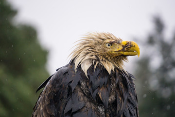 Portrait of a Big and Old Eagle with an injured beak. Picture taken in Hornby Island, British Columbia, Canada.