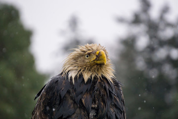 Portrait of a Big and Old Eagle with an injured beak. Picture taken in Hornby Island, British Columbia, Canada.