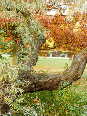 Branch in colorful park.