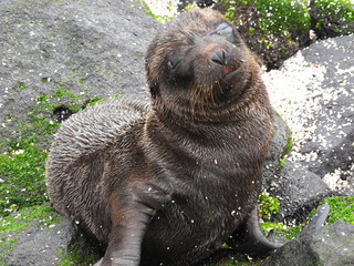 Baby sea lion in Galapagos Islands, Ecuador