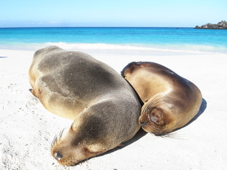 Fototapeta premium sleeping sea lions on the beach in Galapagos Islands, Ecuador