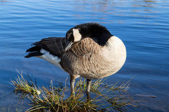 Goose standing by the lake during a sunny day. Picture taken in Jericho Beach Park, Vancouver, BC, Canada.