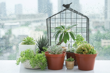 Flowering Succulent House Windowsill Plant Pots Bird Nest Home Decoration