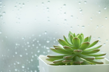 Flowering Succulent House Windowsill plant beside window with raindrop