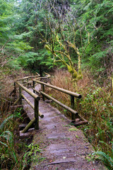 Fototapeta premium Wooden path in the middle of the beautiful forrest. Picture taken in Cape Flattery, Neah Bay, Washington, USA.