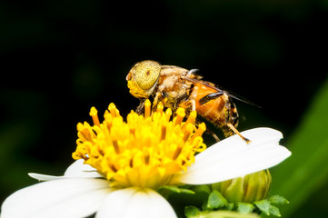 close up shot of a hoverfly sucking nectar on flower