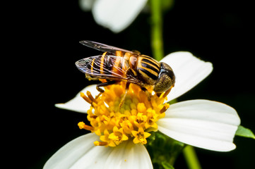 close up shot of a hoverfly sucking nectar on flower