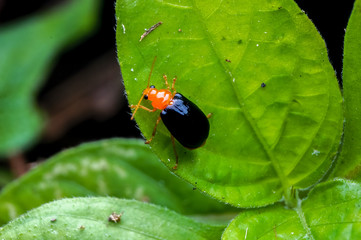 close up shot of a ladybug on green leaf