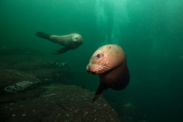 Fototapeta premium Cute young Sea Lion swimming underwater in Pacific Ocean. Picture taken by Hornby Island, British Columbia, Canada.