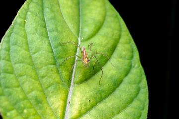 close up shot of a lynx spider on the green leaf