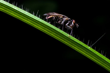 close up shot of a bee on the grass