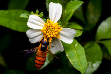 close up shot of a bee sucking a nectar on flower