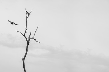 dead tree and bird
