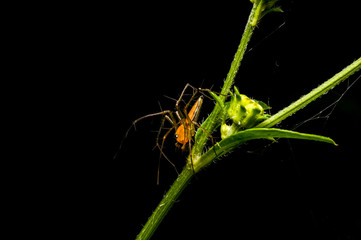 close up shot of a lynx spider