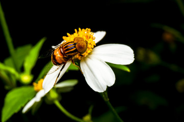 close up shot of a hoverfly sucking a nectar on flower