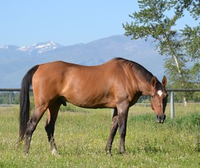 Naklejka na ściany i meble Thoroughbred Horse with Mountains in Montana
