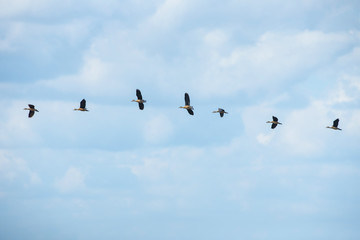 Birds are flying in the sky,Lesser whistling duck (Leader)