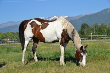 Fototapeta na wymiar Grazing Paint Horse with Mountains in Montana