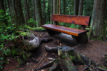 Wooden bench in the nature around the trees. Taken in Lynn Valley, North Vancouver, British Columbia, Canada.