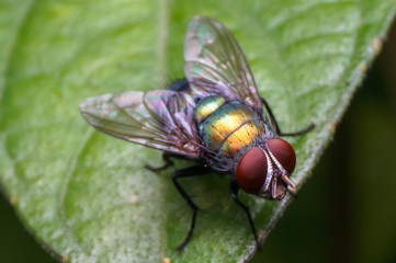 close up shot of a common house fly on green leaf