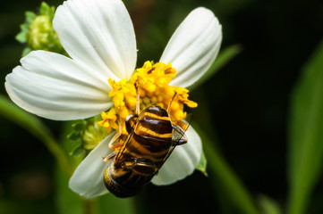 close up shot of a hoverfly collecting nectar on flower