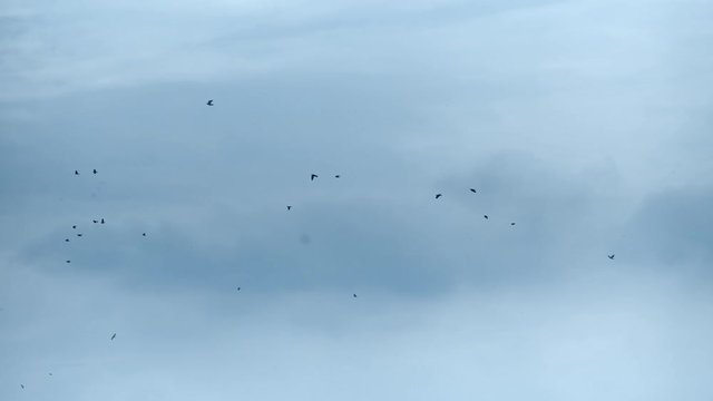 flock of birds - pigeons flying overhead
