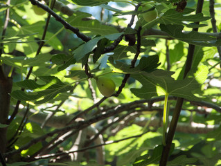 Fruit of fig tree -Ficus carica L.-  has becomein Fukuoka city, JAPAN.