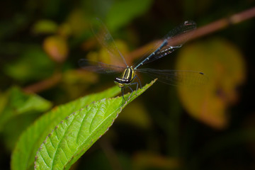 Dพฟgonfly in garden