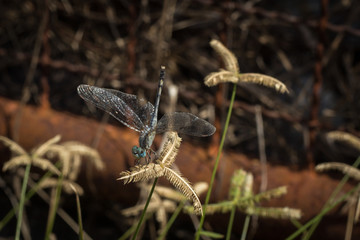 Dragonfly in tha garden