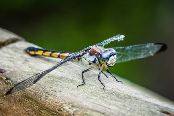 Dragonfly
