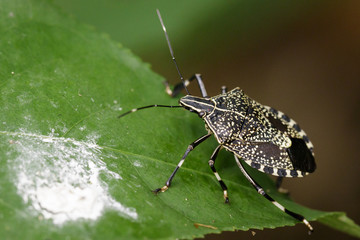 Image of stink bug (Eocanthecona  furcellata) on green leaves. Insect Animal