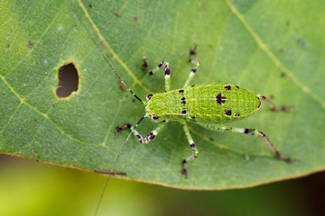 Image of Katydid Nymph Grasshoppers (Tettigoniidae) on green leaves. Insect Animal