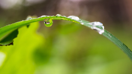 Water droplet on grass leaf, select focus and blur background