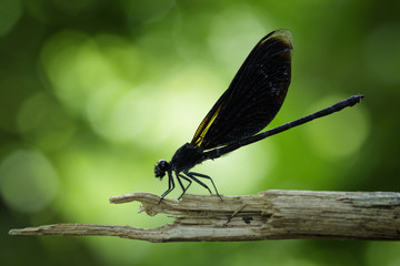 Image of Euphaea Masoni Dragonfly on dry branches on nature background. Insect Animal
