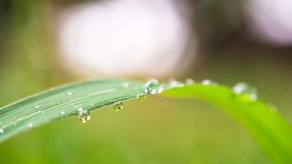 Water droplet on grass leaf, select focus and blur background