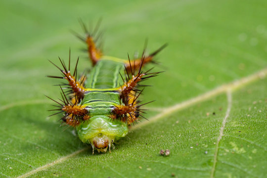Image of Stinging Nettle Slug Caterpillar (Cup Moth, Limacodidae) "Green Marauder" on green leaves. Insect Animal.