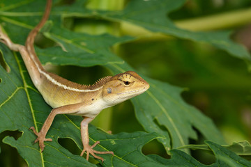 Image of chameleon on a green leaf. Reptile